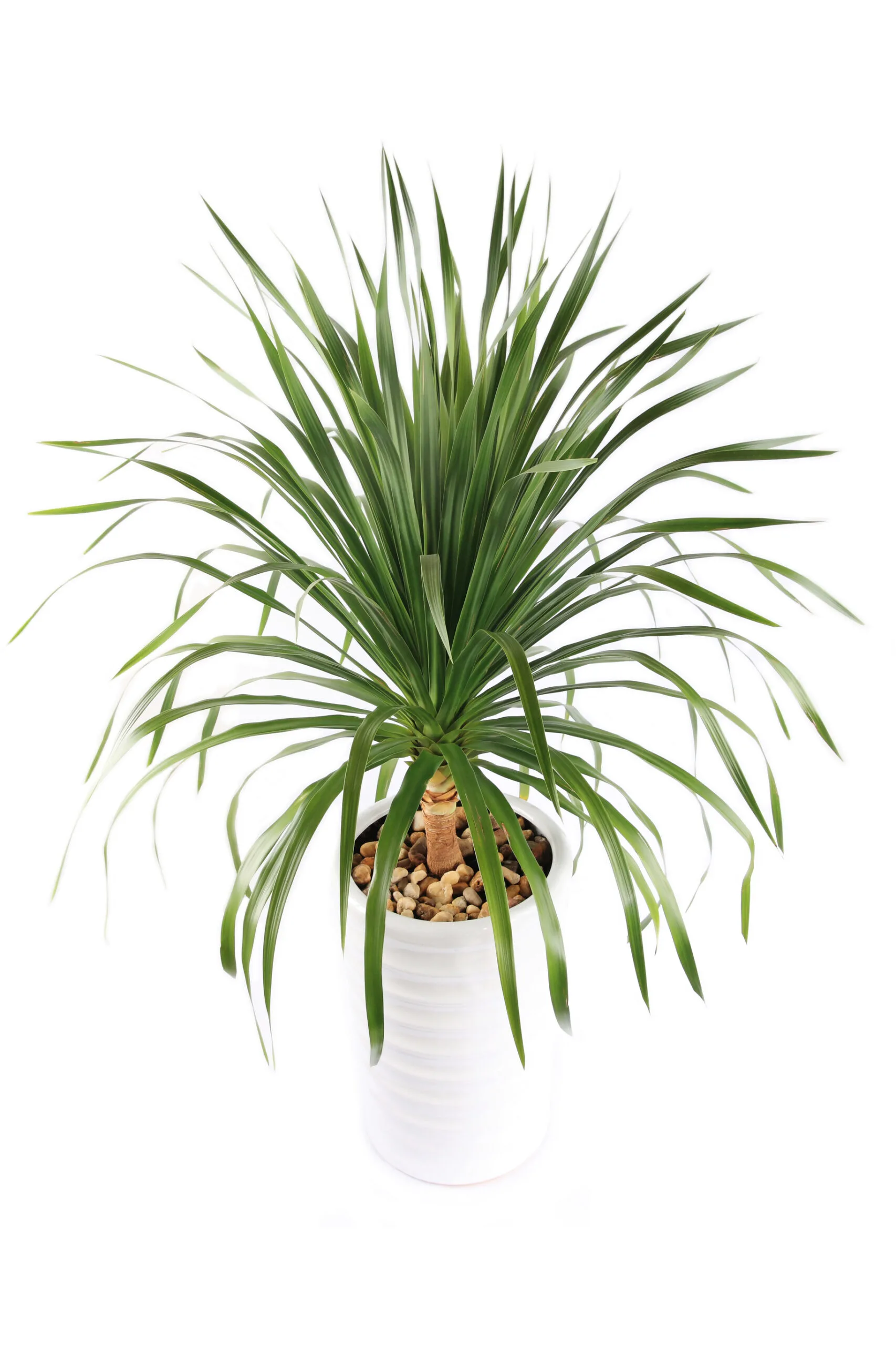 Dracaena plant