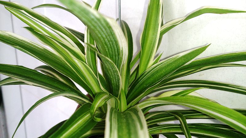 Hard To Kill Houseplants - SlayAtHomeMother.com