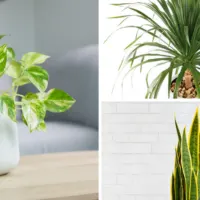 easiest house plants to keep alive FEATURED IMAGE