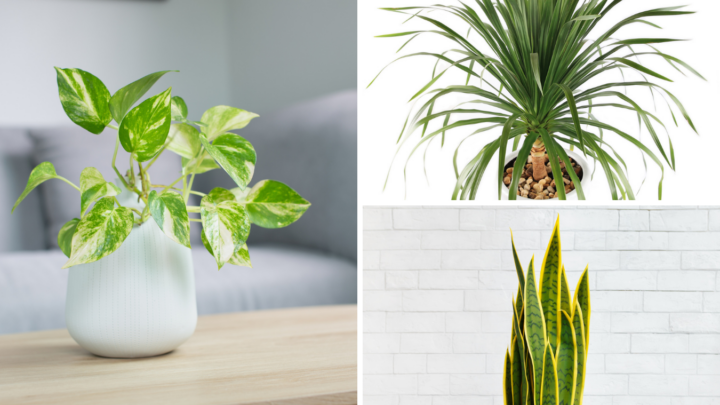 Easiest House Plants To Keep Alive: 13 Low-Maintenance Plants