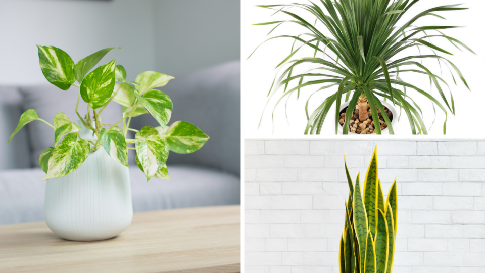 Easiest House Plants To Keep Alive 13 LowMaintenance Plants