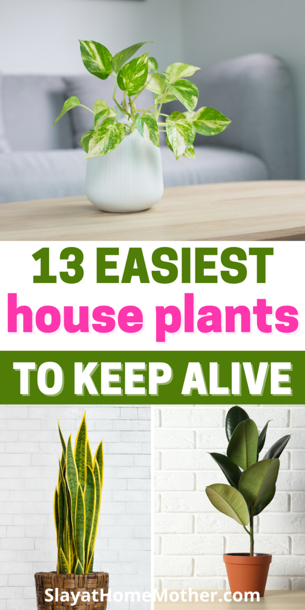 Easiest House Plants To Keep Alive 13 LowMaintenance Plants