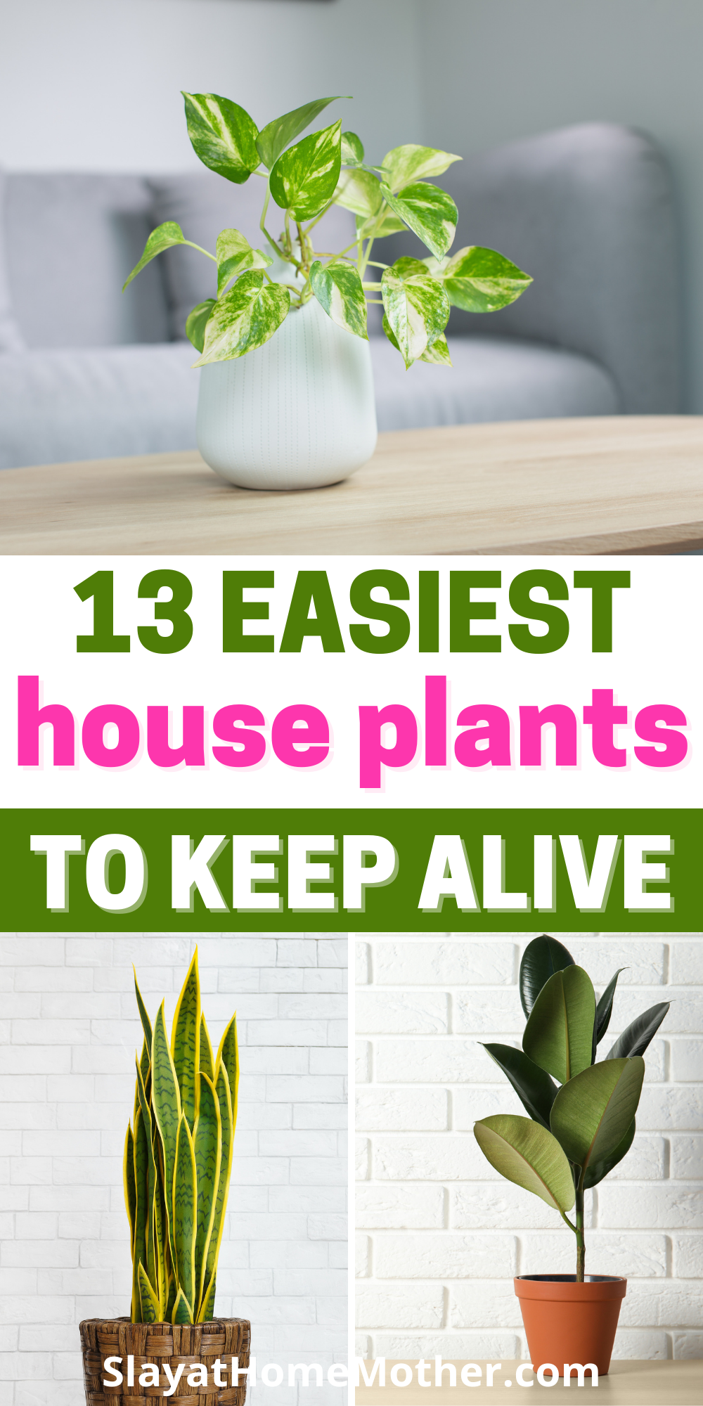 Easiest House Plants To Keep Alive: 13 Low-Maintenance Plants