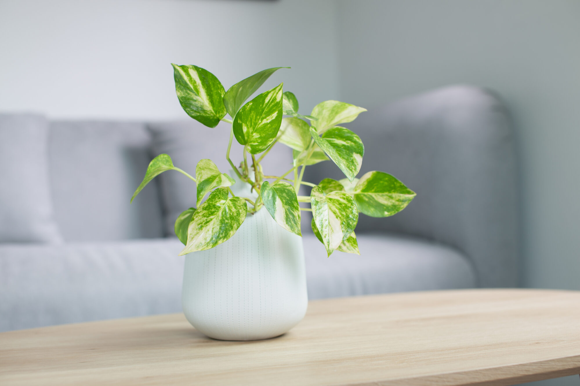 golden pothos