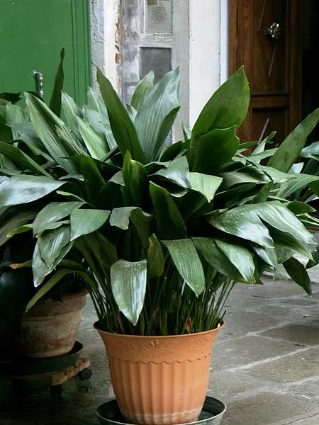 Hard To Kill Houseplants - SlayAtHomeMother.com