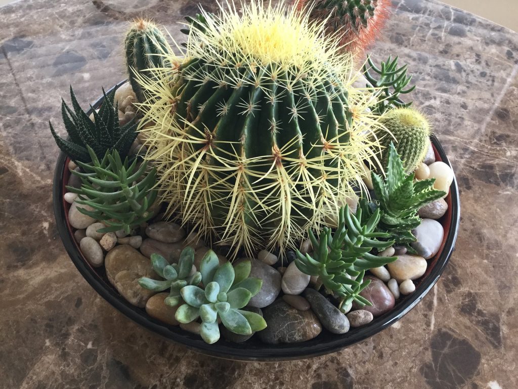 barrel cactus