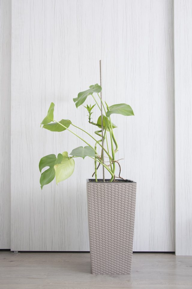 Hard To Kill Houseplants - SlayAtHomeMother.com