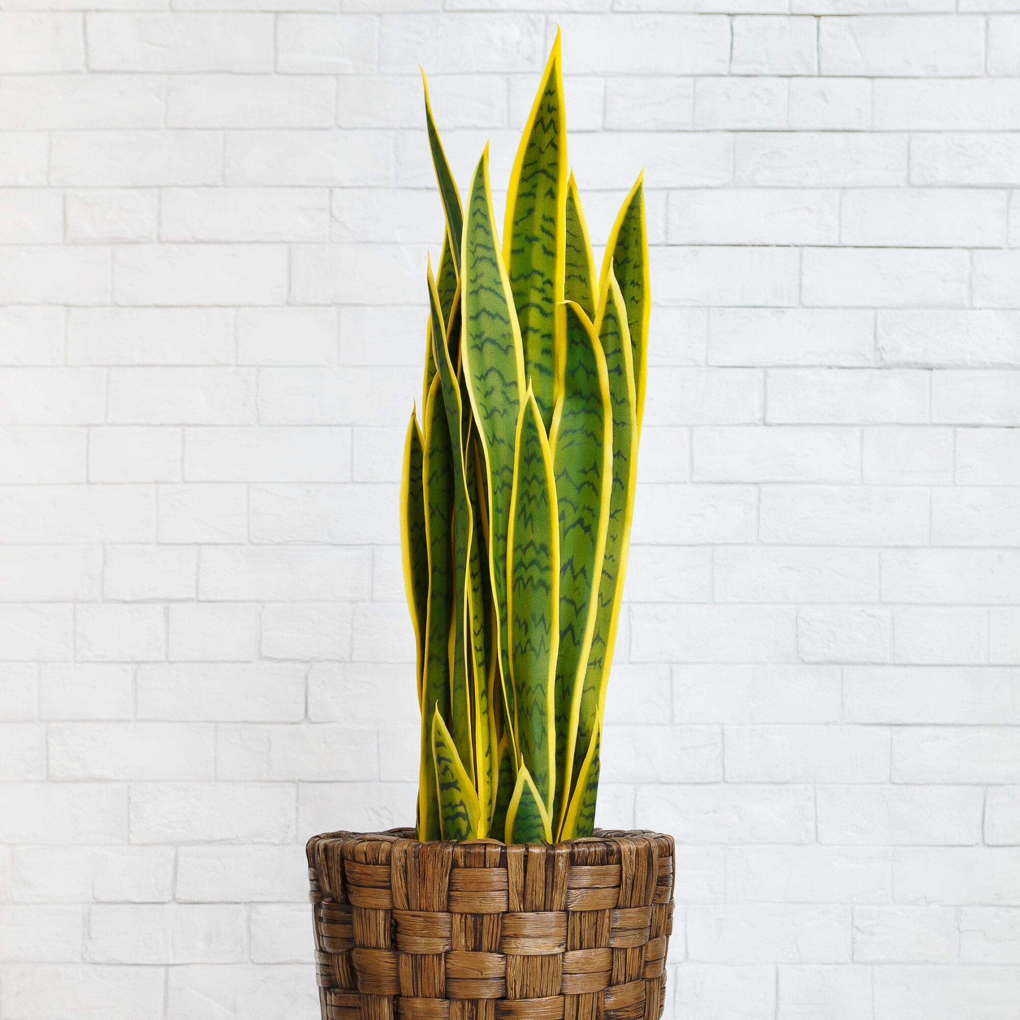 snake plant