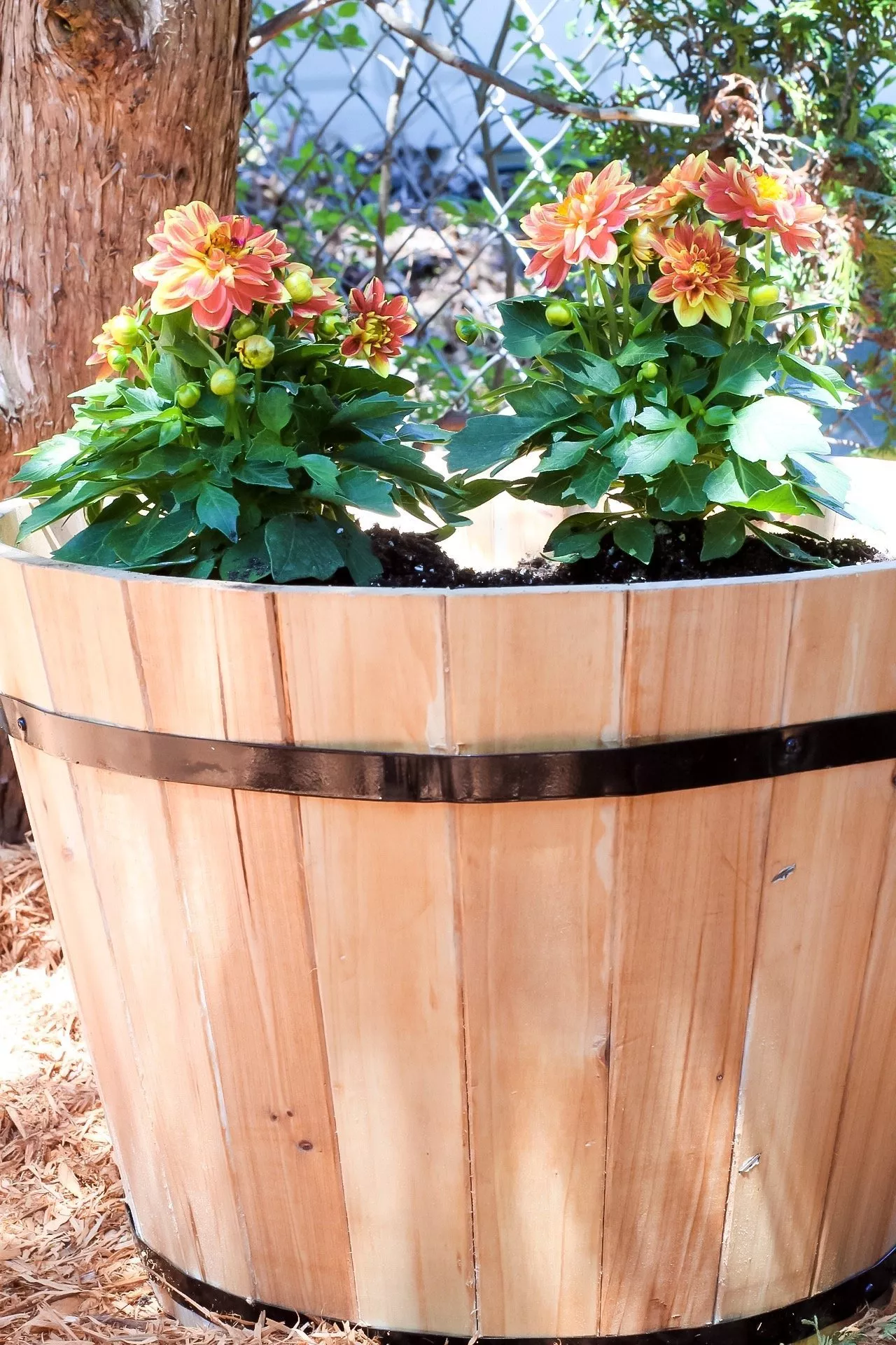 gardening tips - filling barrel