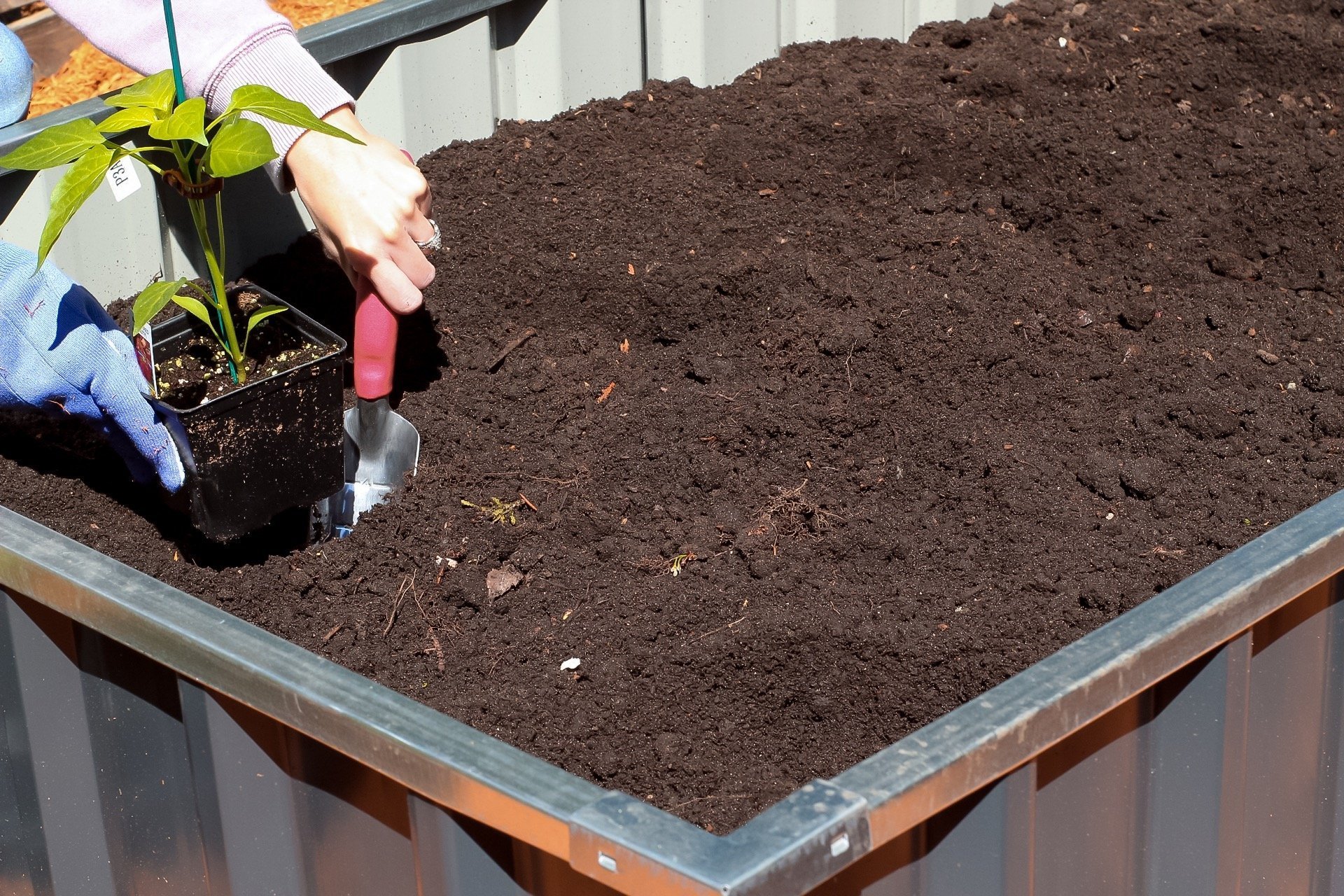 gardening tips - planting peppers