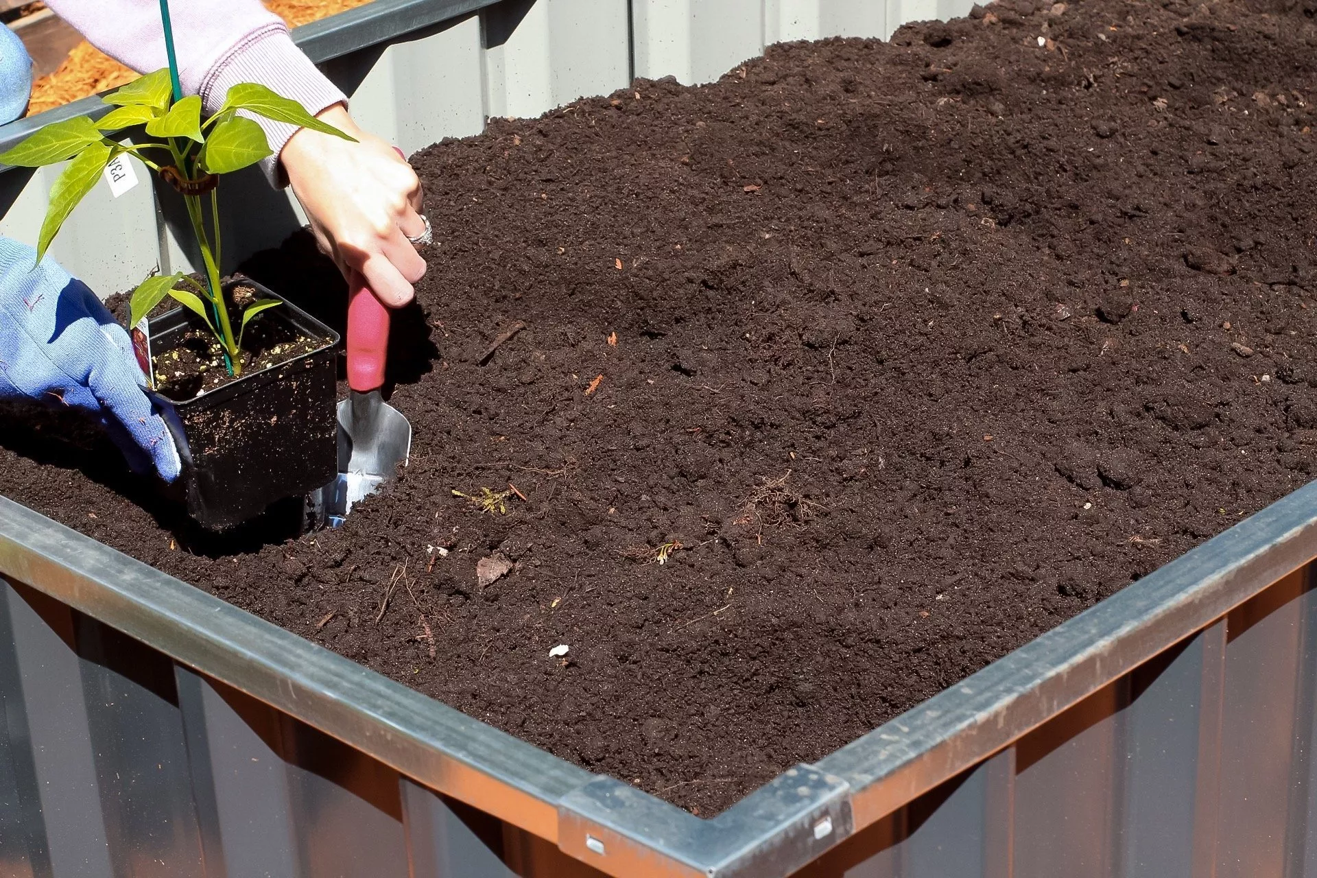 gardening tips - planting peppers