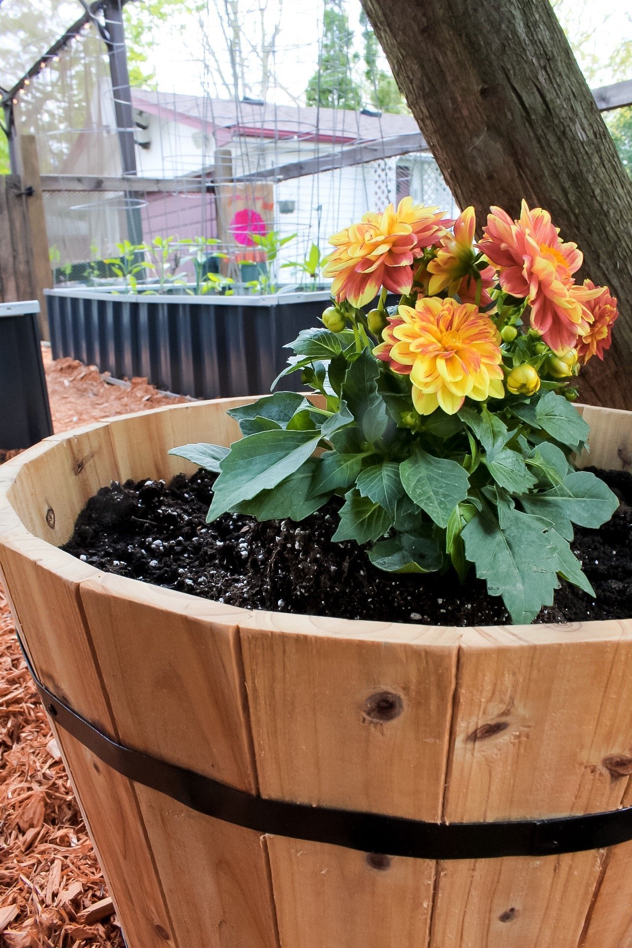 gardening tips - cedar planters