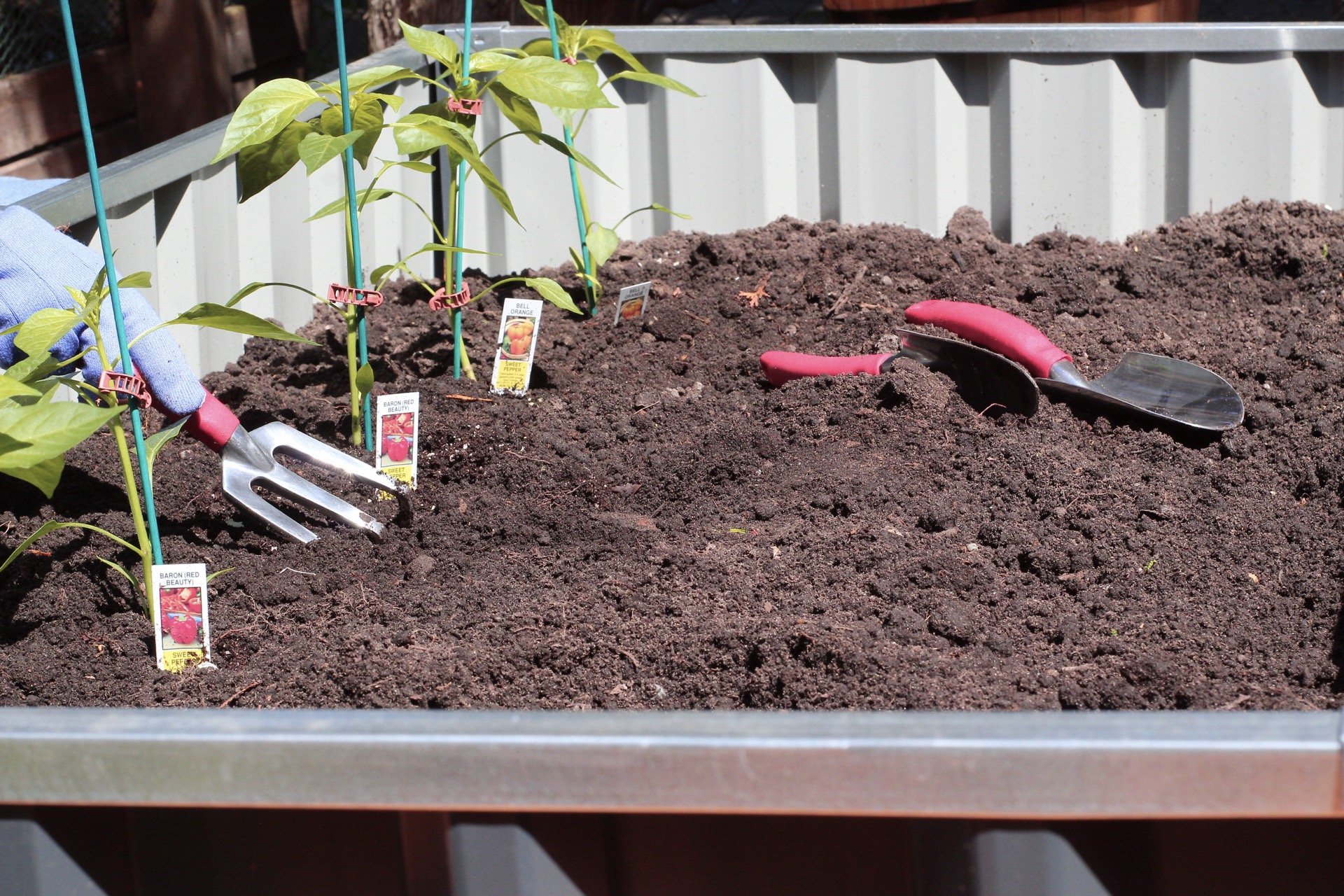 gardening tips - planting peppers