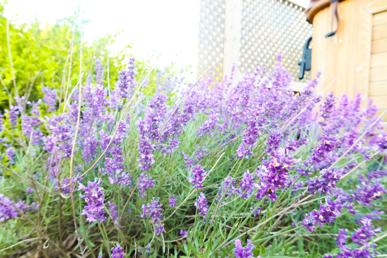 How To Dry Lavender To Preserve Fragrance And Color (3 Easy Steps)