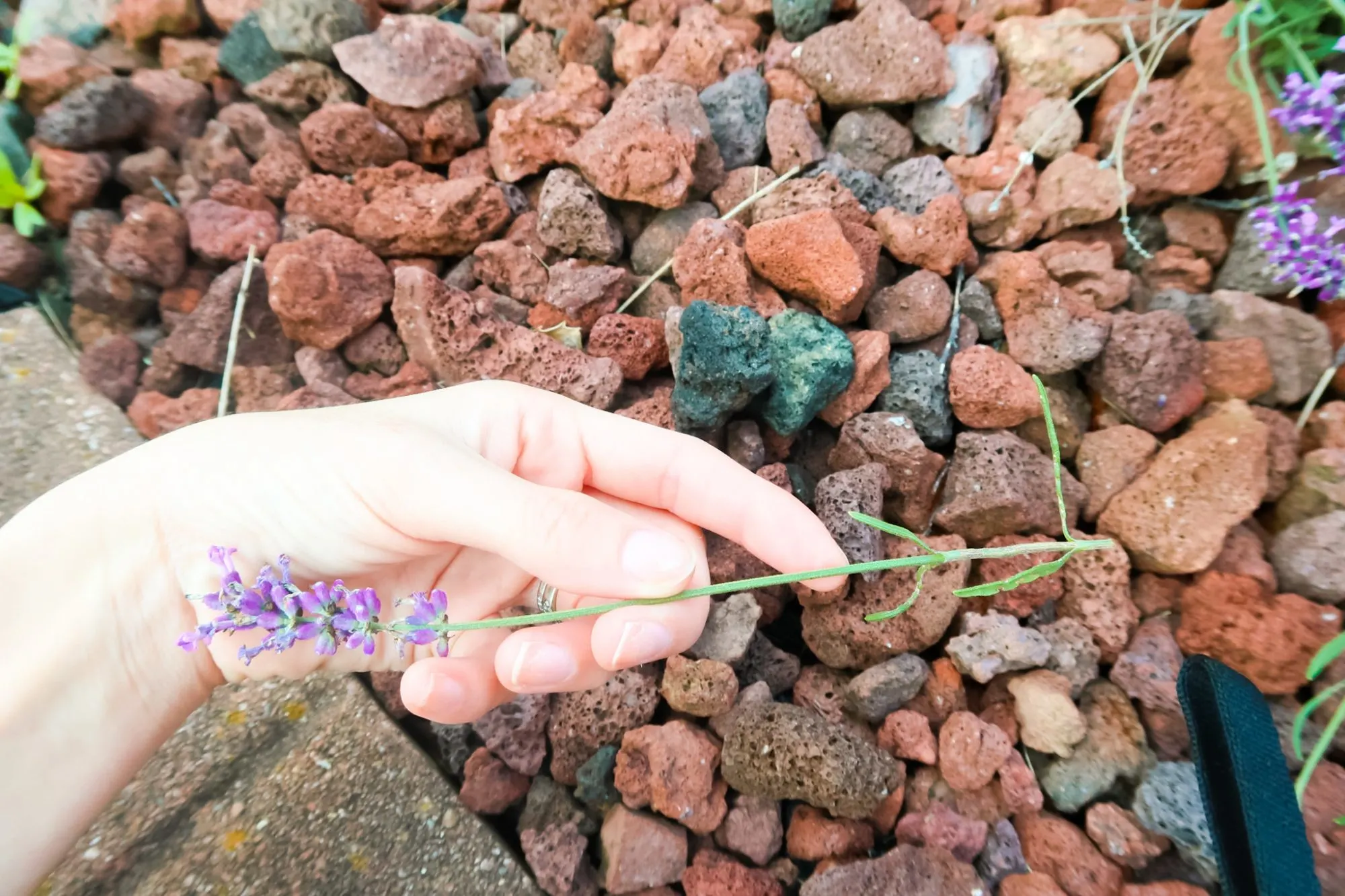 Drying Lavender Flowers » The Tattered Pew