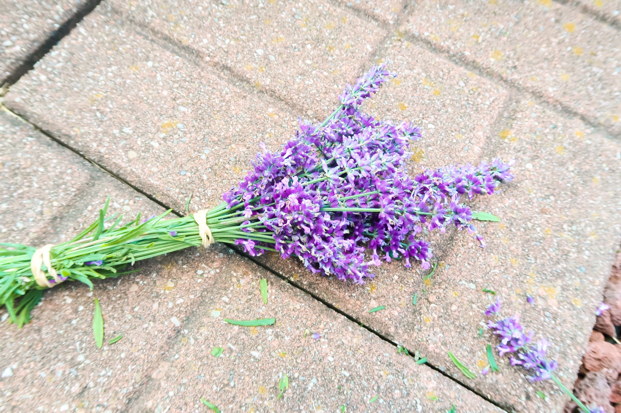 How To Dry Lavender To Preserve Fragrance And Color (3 Easy Steps)