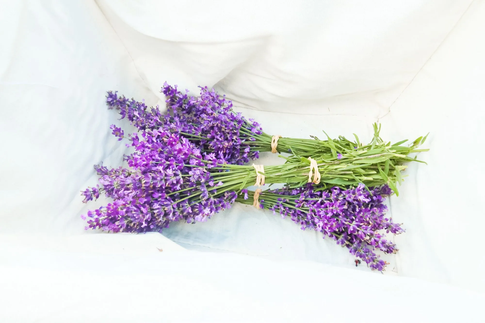 How To Dry Lavender To Preserve Fragrance And Color (3 Easy Steps)