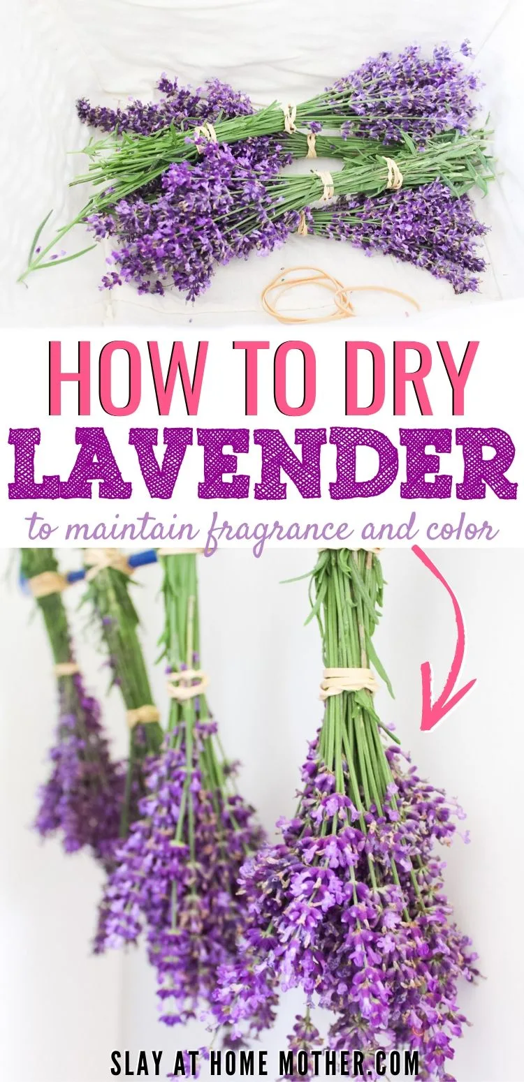 How to preserve your dried lavender 