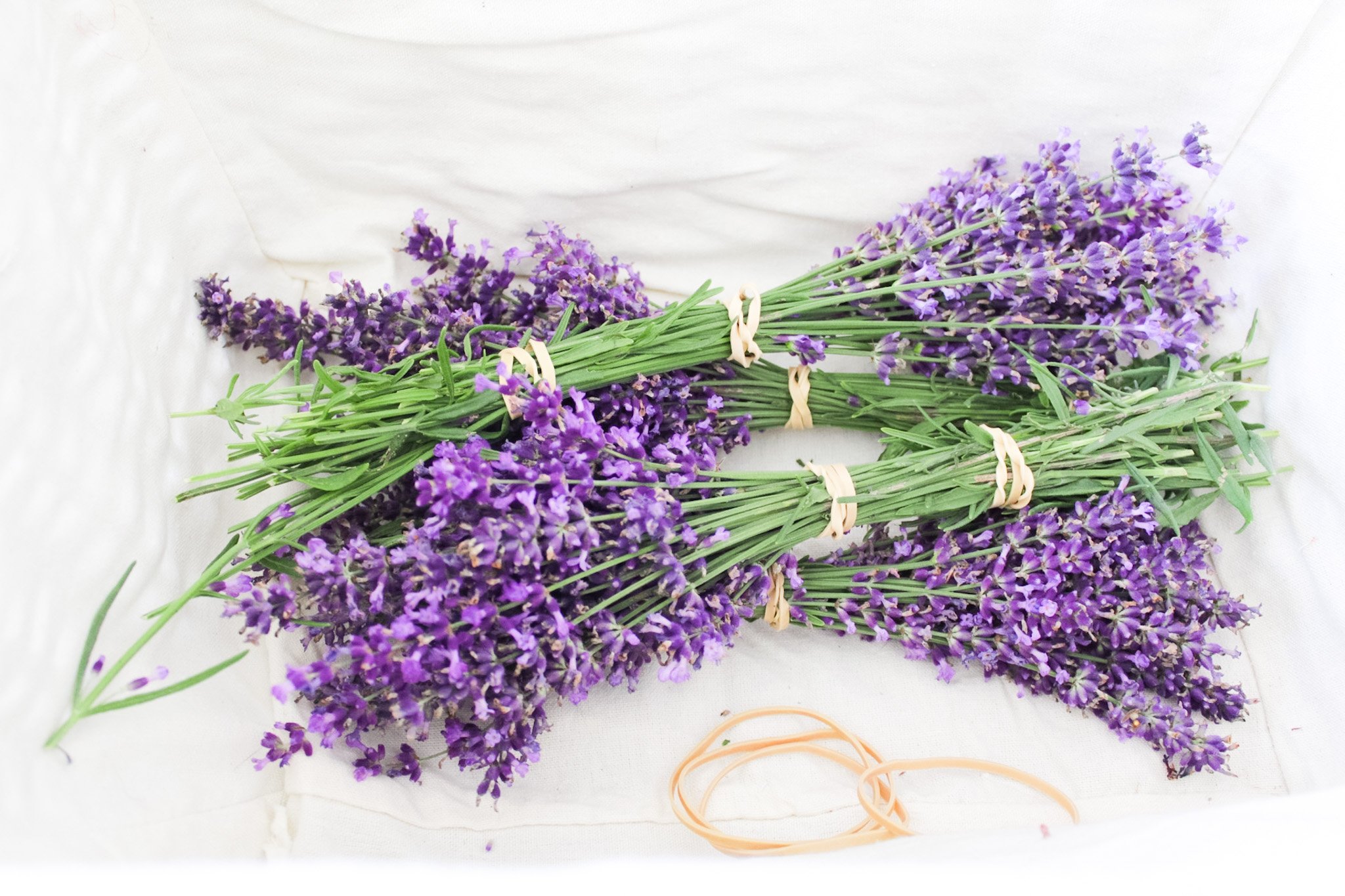 Fresh deals step lavender