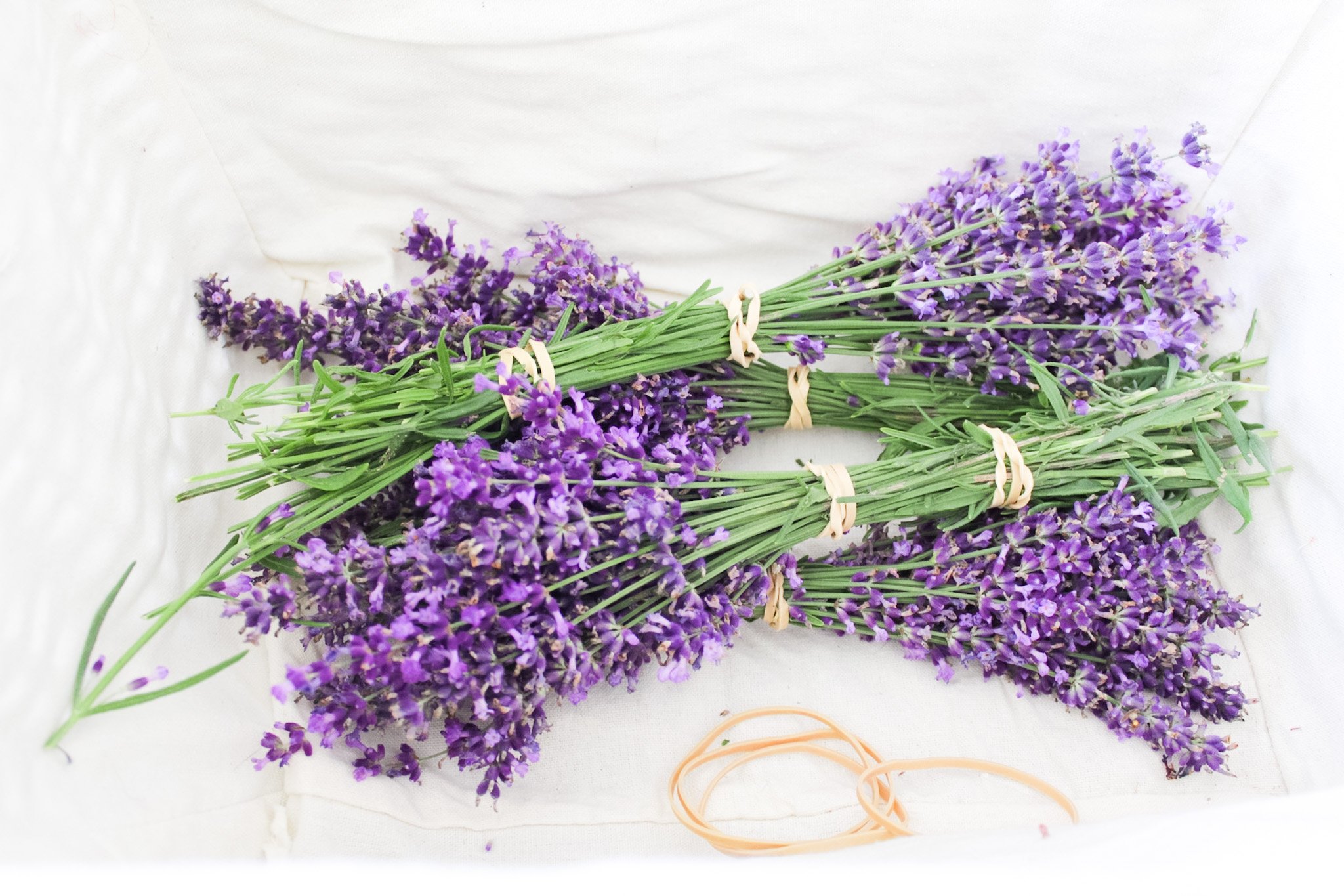 Long Stem Dried Lavender Bundle, Set of 2