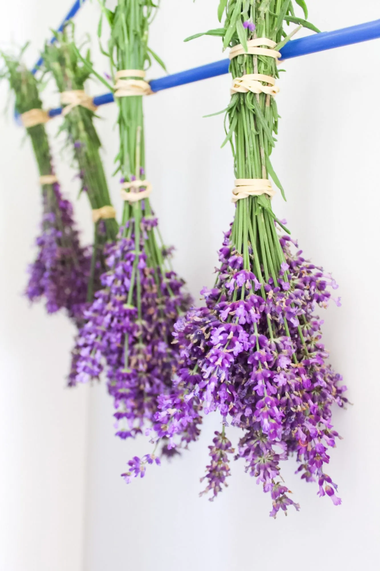 How To Dry Lavender To Preserve Fragrance And Color (3 Easy Steps)