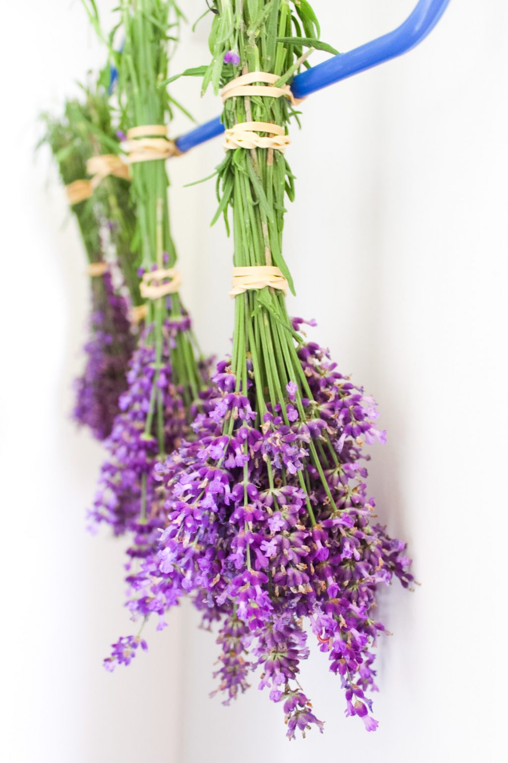 How To Dry Lavender To Preserve Fragrance And Color (3 Easy Steps)