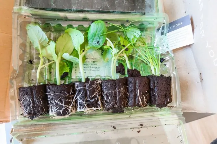 lettuce grow seedlings delivery