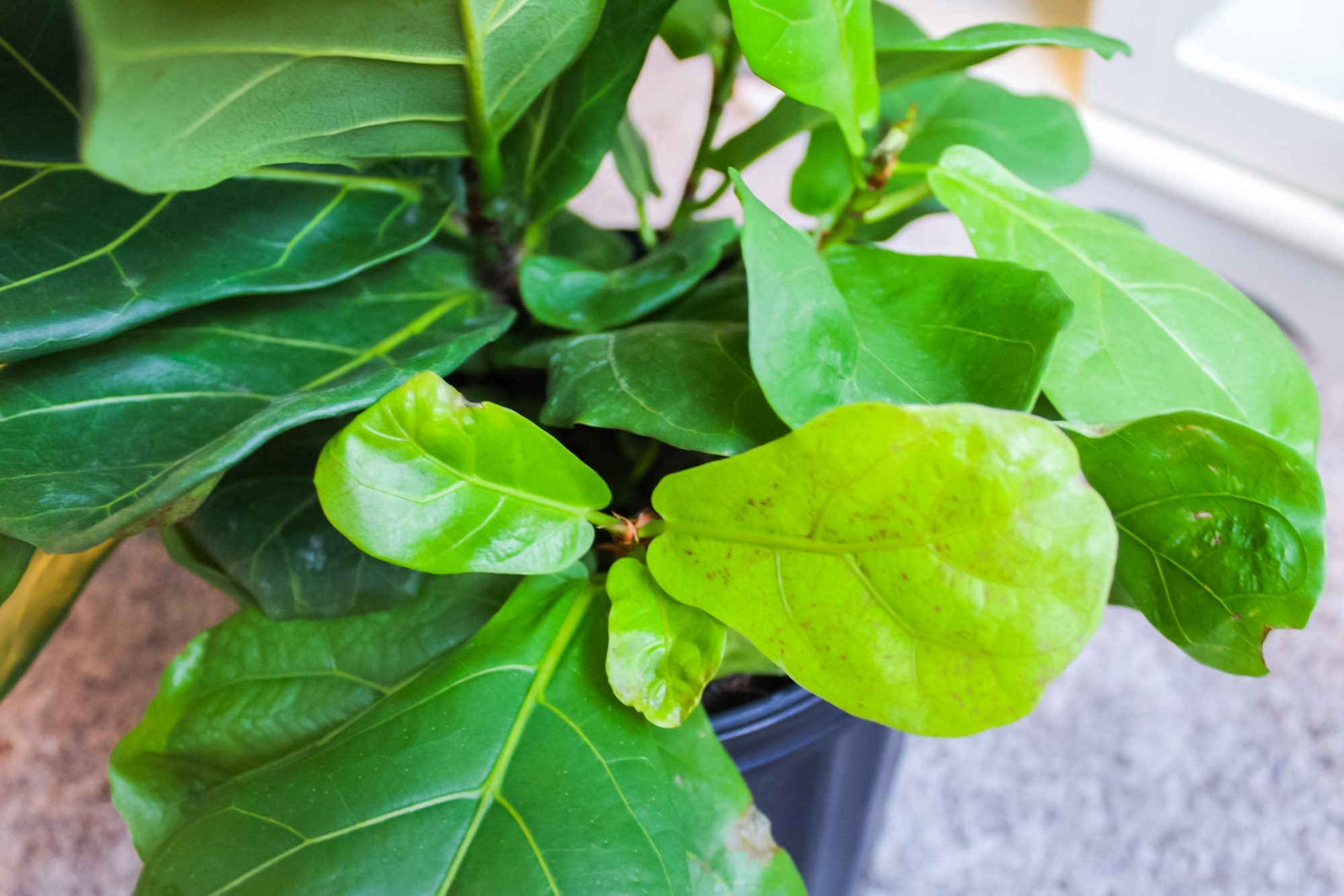 how to propagate fiddle leaf fig