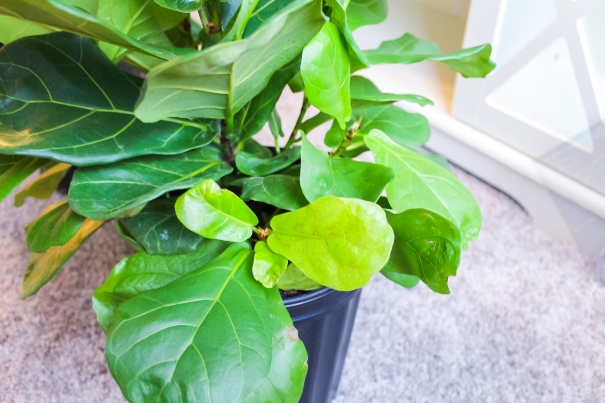 fiddle leaf fig tree