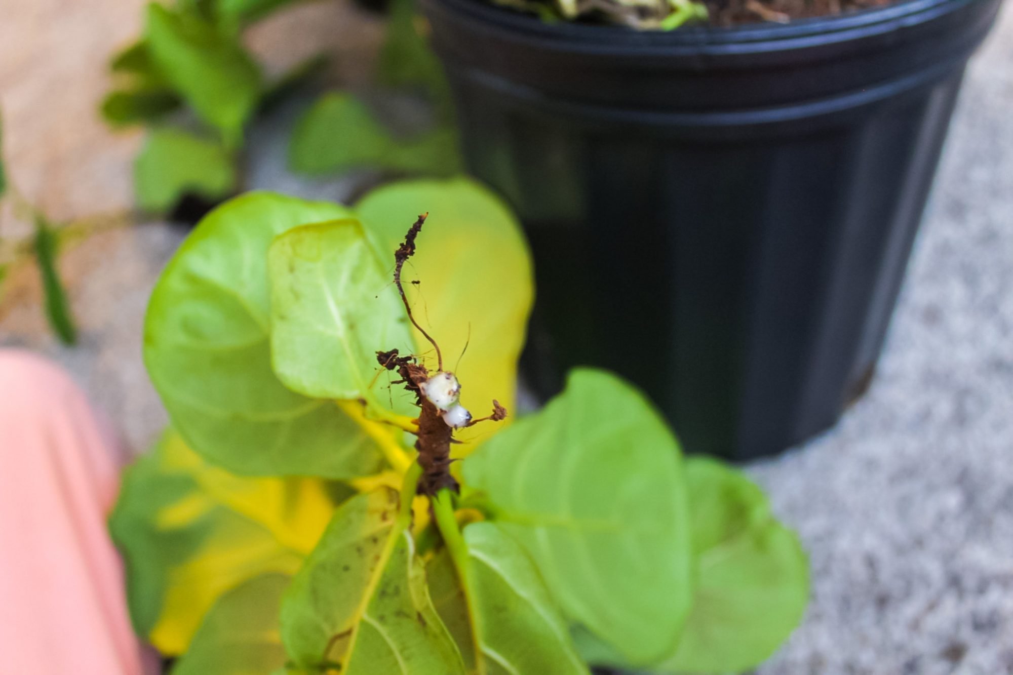 live fiddle leaf fig tree