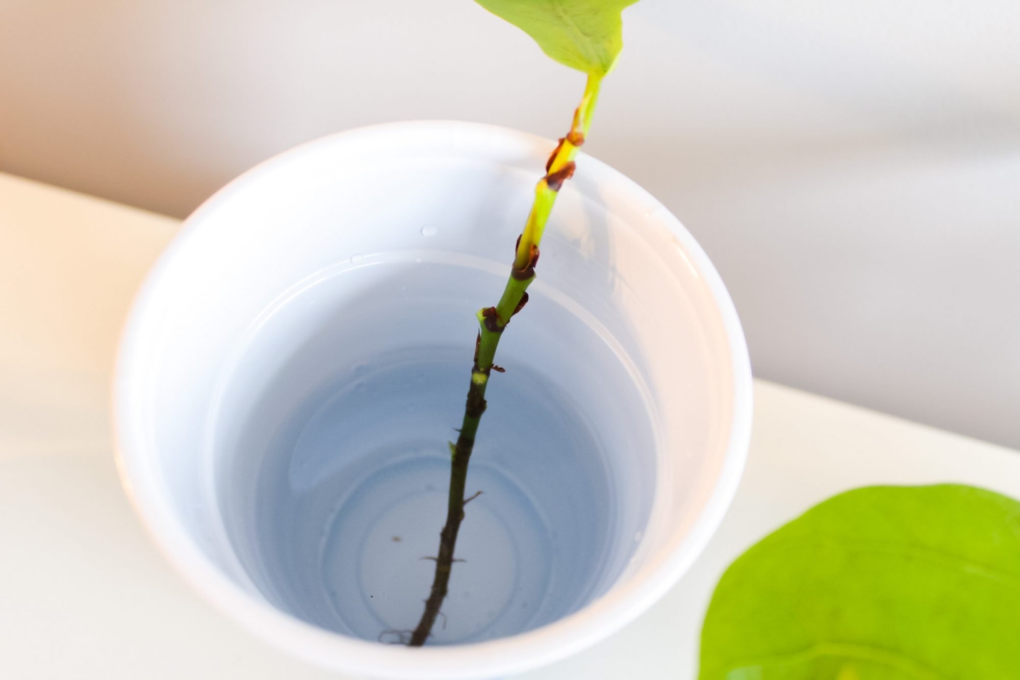 fiddle leaf propagation