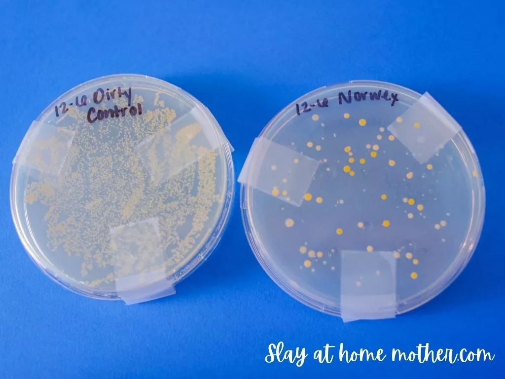 norwex testing results in petri dish