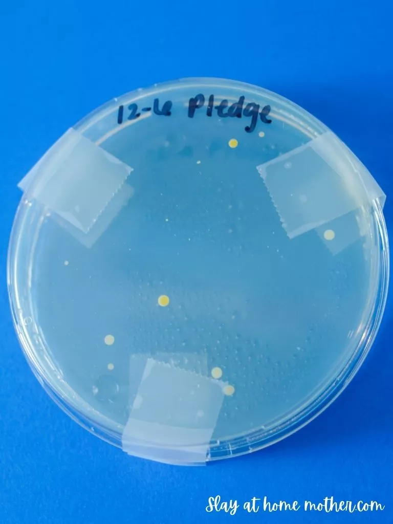 pledge multi-surface spray test results in petri dish after 4 days