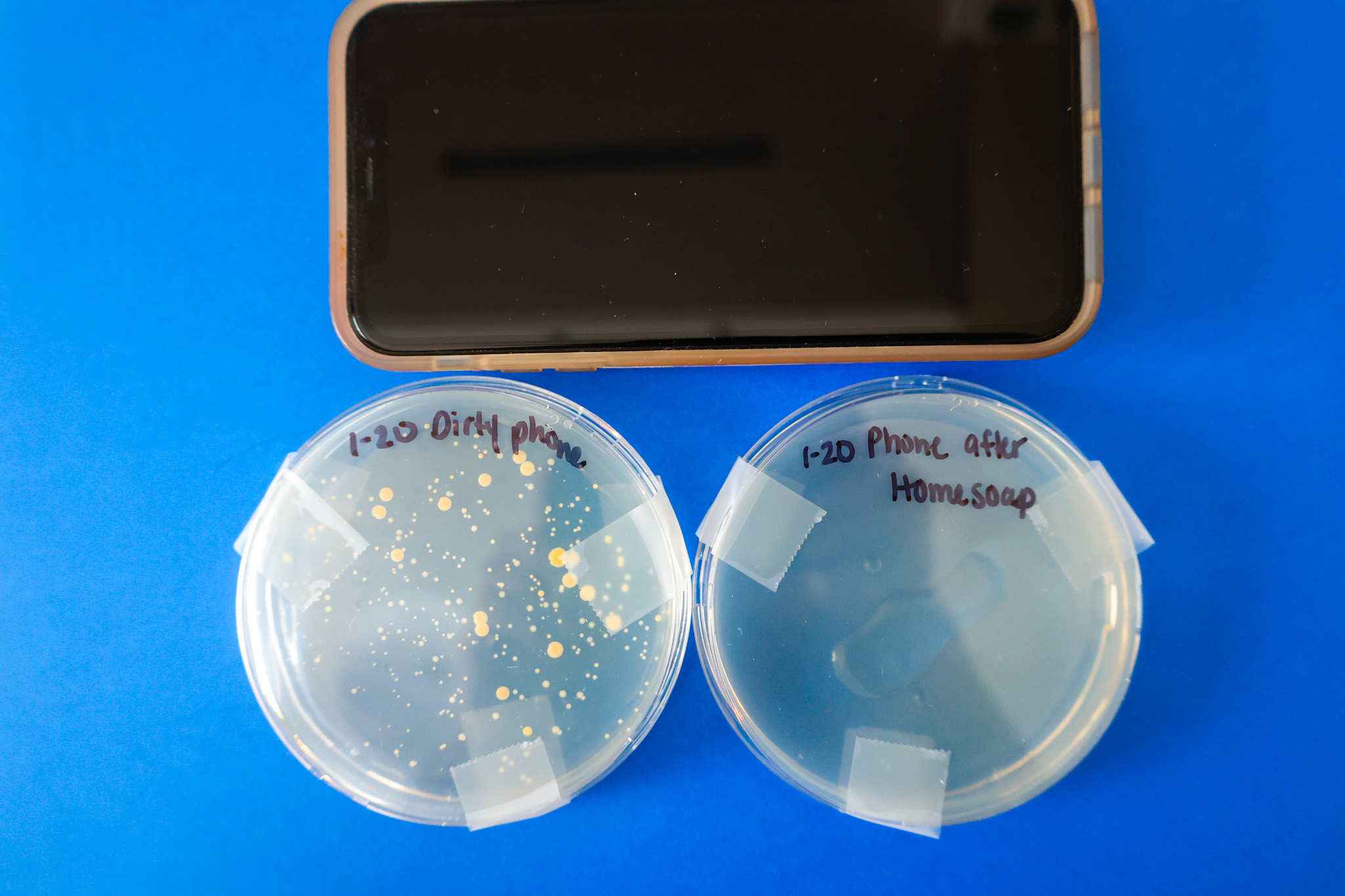 homesoap uv sanitizer petri dish results from phone swabs before and after use