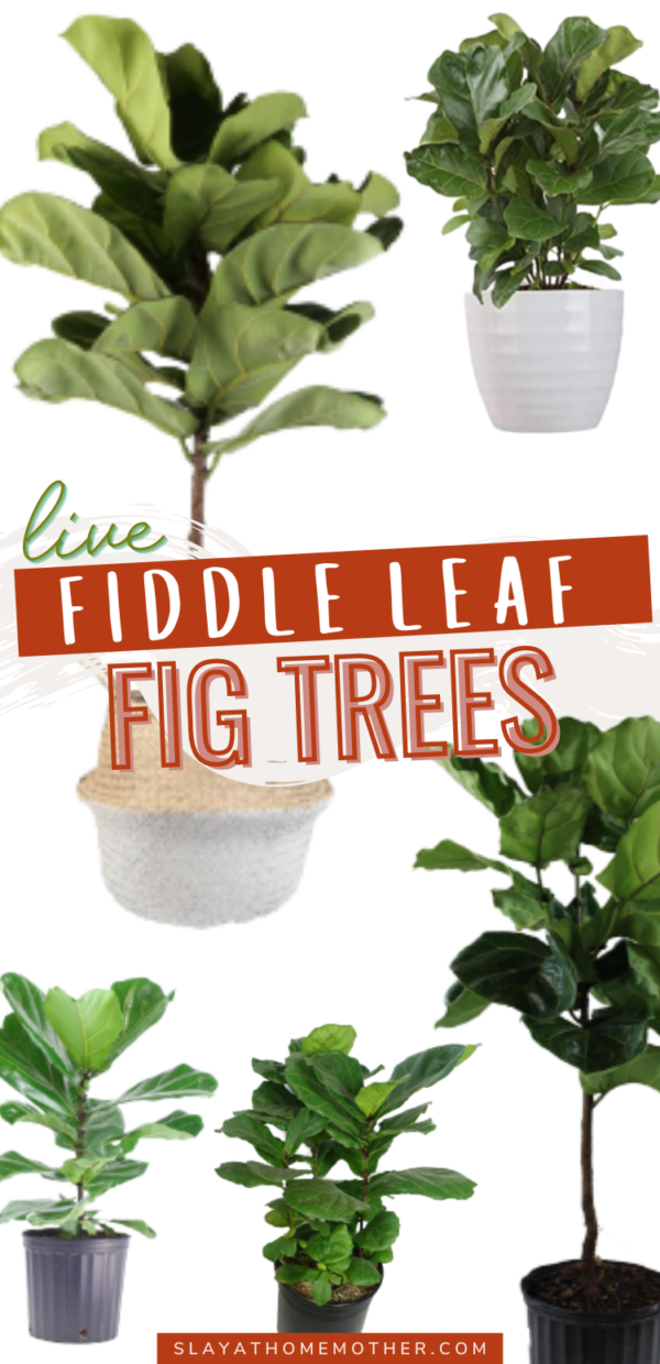 Where To Buy Live Fiddle Leaf Fig Trees Slay At Home Mother