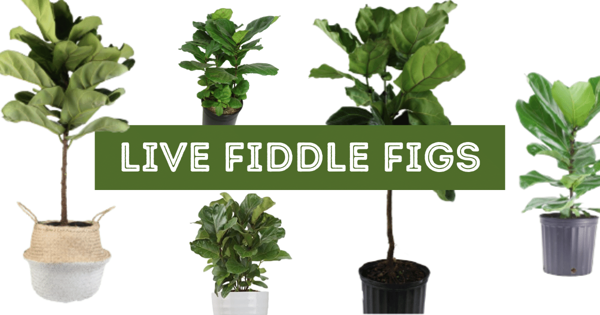 Where To Buy Live Fiddle Leaf Fig Trees