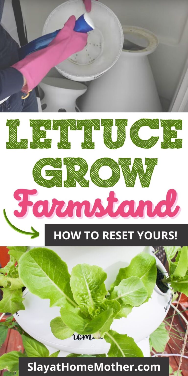 How To Clean the Lettuce Grow Farmstand Slay At Home Mother
