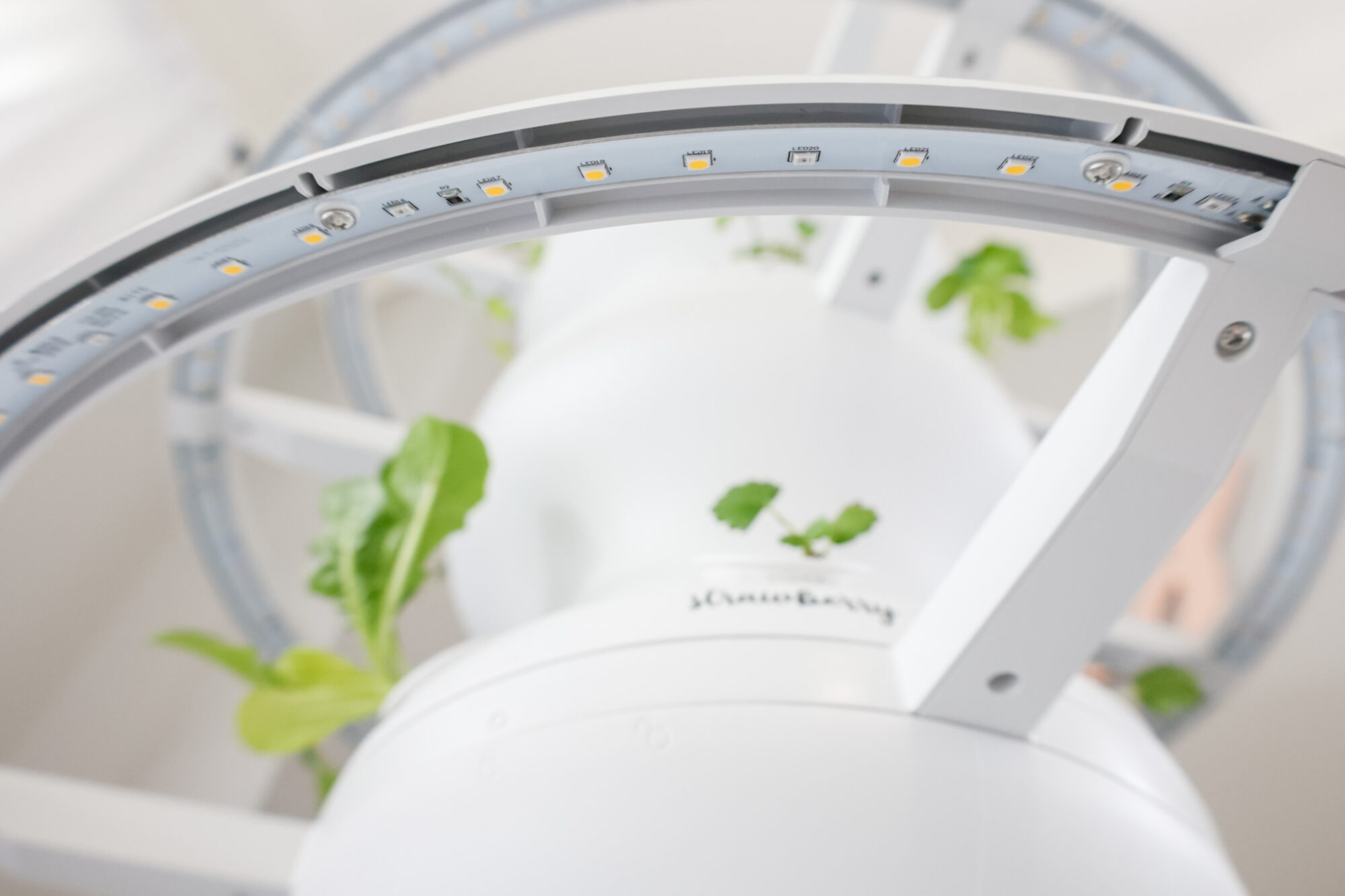 Lettuce Grow Farmstand Setup with Glow Rings