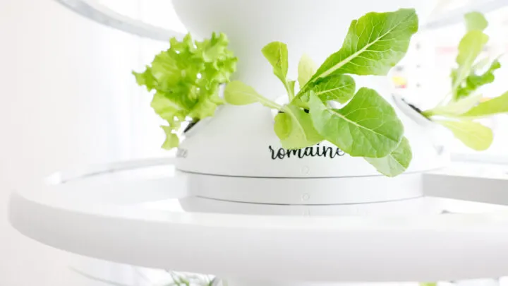 Lettuce Grow Farmstand Setup with Glow Rings