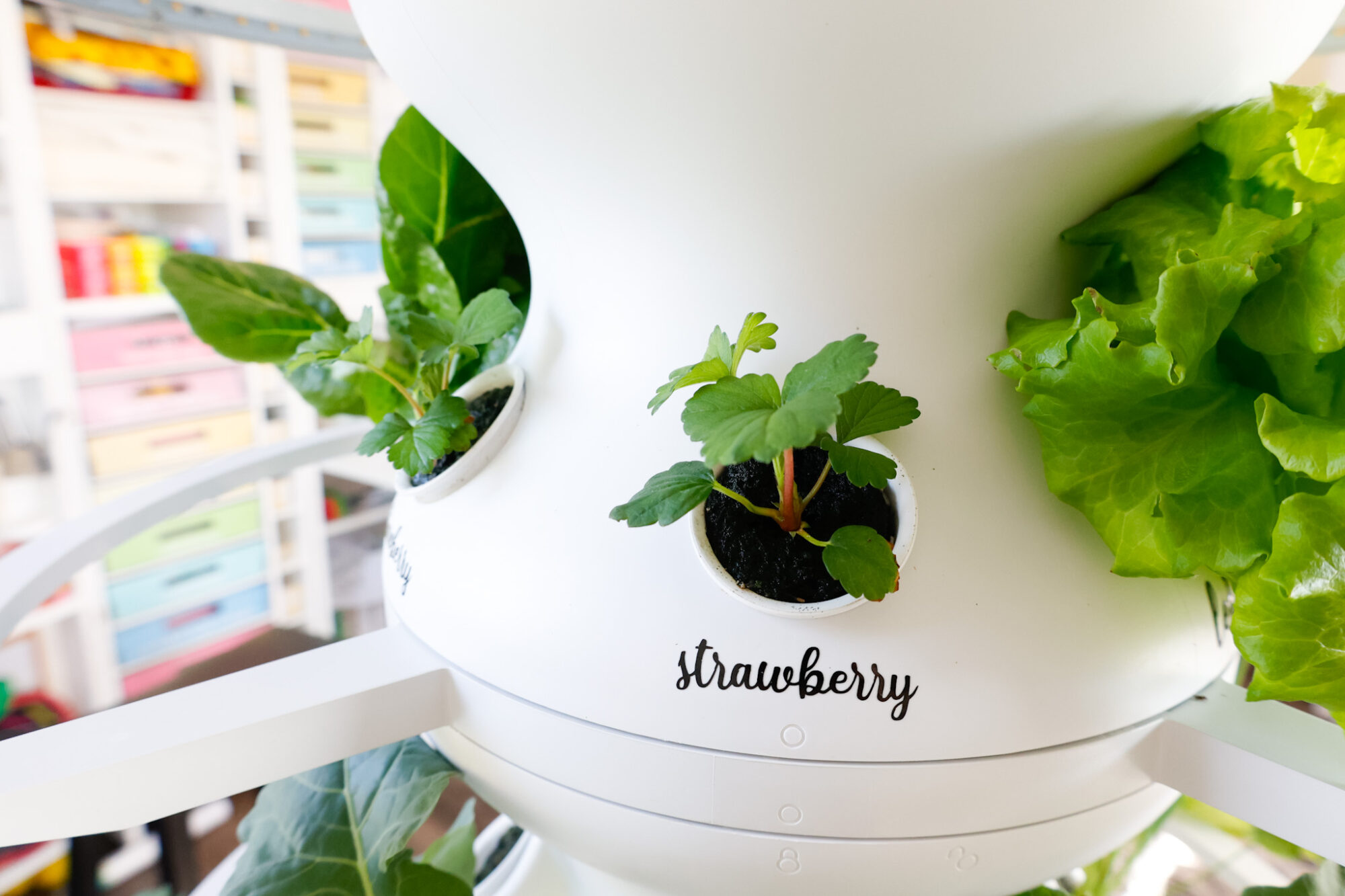 Indoor Vertical Garden 2 Week Check In - Lettuce Grow Farmstand