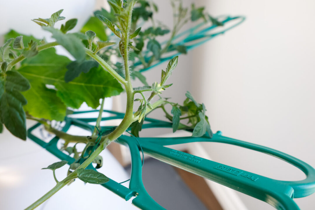 Indoor Vertical Garden 2 Week Check In Lettuce Grow Farmstand