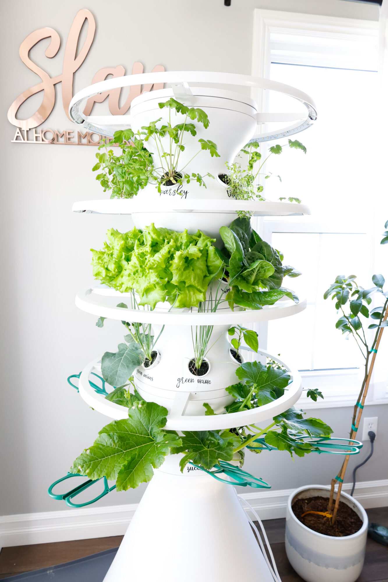 Indoor Vertical Garden 2 Week Check In Lettuce Grow Farmstand