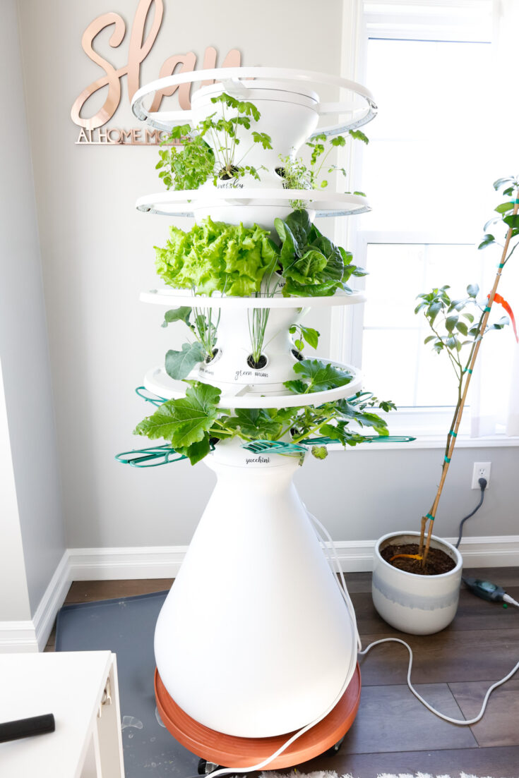 Indoor Vertical Garden 2 Week Check In Lettuce Grow Farmstand