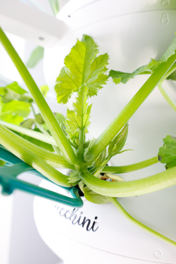 Indoor Vertical Garden 2 Week Check In - Lettuce Grow Farmstand