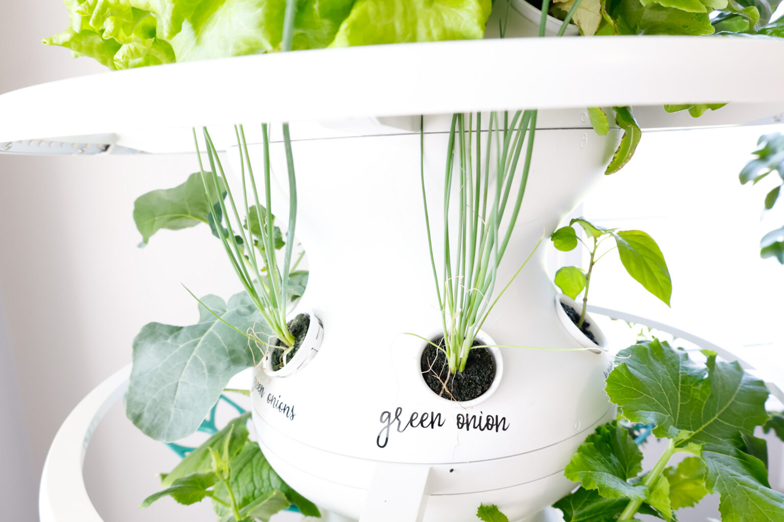 The Only Lettuce Grow Review You Need To Read + Discount Code