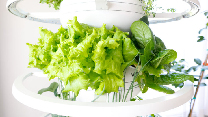 Indoor Vertical Garden 2 Week Check In – Lettuce Grow Farmstand