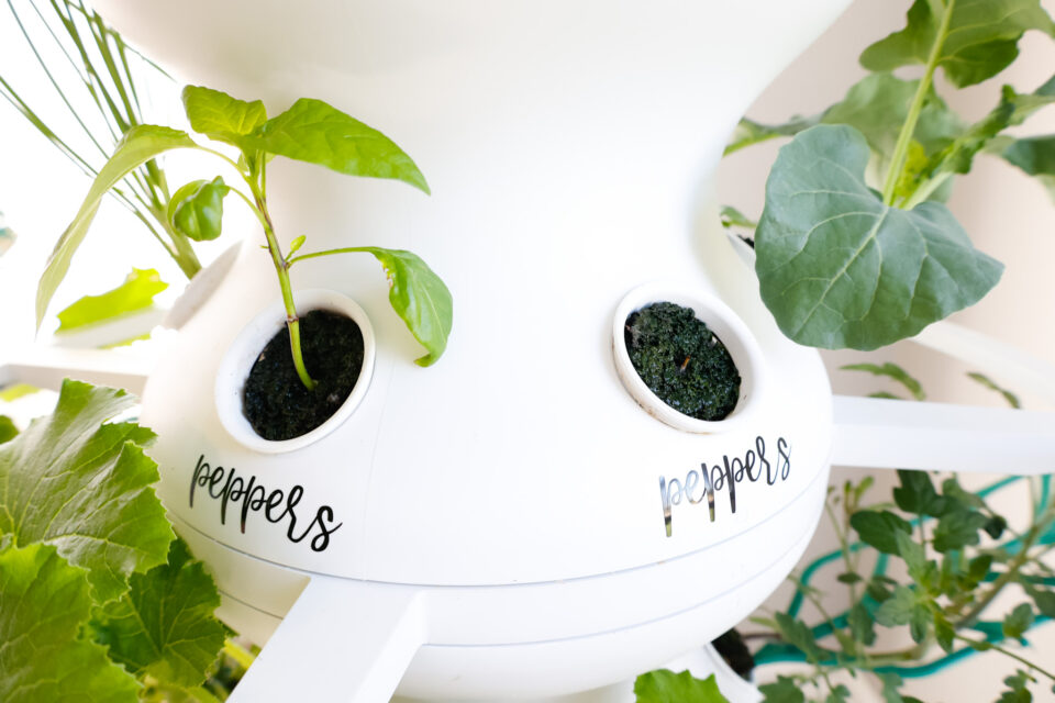 Indoor Vertical Garden 2 Week Check In - Lettuce Grow Farmstand