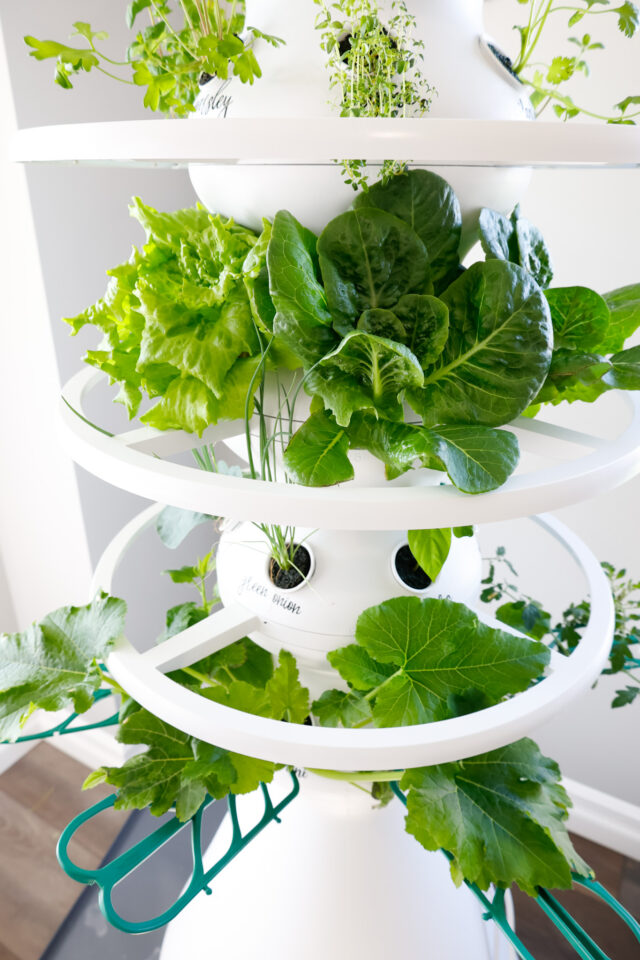 Indoor Vertical Garden 2 Week Check In Lettuce Grow Farmstand