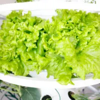 lettuce grow week 3A0864