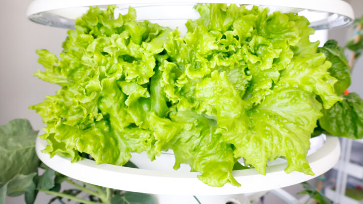 Lettuce Grow Indoor Growing: Week 3 Update